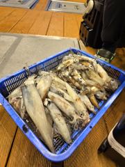 오늘의조황 - 6월12일한치조황 - 제주 창인호
