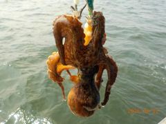 [사천] [수영호] 돌문어 조황~!!!