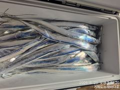 뉴새바다호 14석 갈치 3지 4지 쿨러조황입니다 내일부터 예약가능합니다