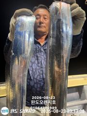 [완도] 완도오렌지호//3지급으로 쿨러가득 담고왔습니다