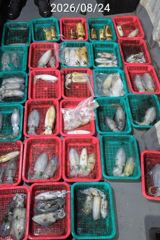 진해 무늬팁런 장원 14수 씨알마릿수 손맛굿