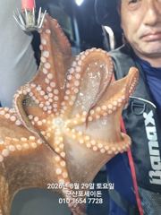 8월29일-문어 야간출조 수중전 조황