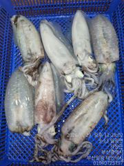 [부산] (일광 태인호) 29일 기장권 문어&무늬오장어 출조 조황
