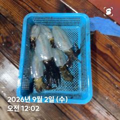 26.09.01 화요일 무늬오징어 조황 강구 신신2호 팁런 선상낚시