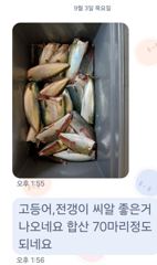 [마산] 마산 원전 선상낚시터 목요일 주간 조황