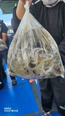 9월 5일(토요일) 삼천포 주꾸미 조황입니다