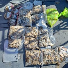 오늘의 조황 - 오늘의조황 - 오천항가이아호,배낚시전문