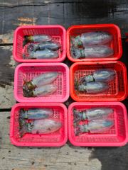 문어 전갱이