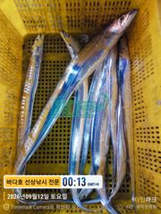 [거제] [[대림낚시바다호]] 왕갈치 출조 잡았다 대물~~ 감사합니다