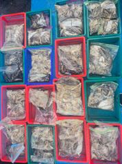 9월 12일 주꾸미 조황입니다