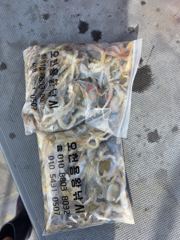 쭈꾸미 갑오징어 조황입니다
