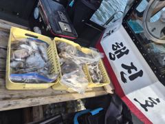 [쭈갑백조황] 26년 9월 13일 쭈갑 조황