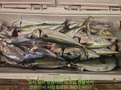 이 조황 보고 그냥 지나칠 수 있나요?!｜고흥 녹동 갈치 낚시 조황 ｜고흥녹동사랑호