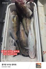 임원항 탐라호 왕대구 조황 입니다