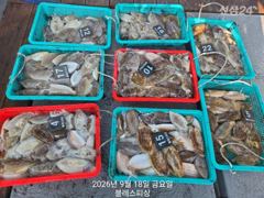 [사천] 갑오징어 오늘 최고 76수, 전원 두 자리수 조과! 월요일 쭈꾸…