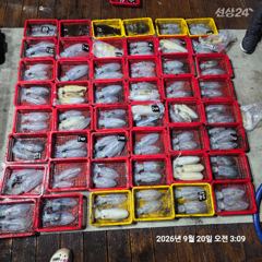 레코드호9/19 팁런무늬오징어 세자리수 넘기고 왔어요