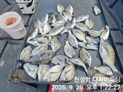 [부산] 다자바피싱 선상카고 감성돔 30/25 마리수 조황입니다