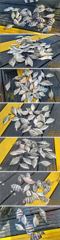 [통영] 선외기 흘림에 감성돔,돌돔,참돔 마리수 퍽퍽!!
