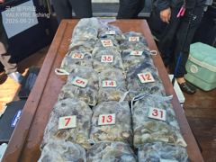 발키리호 오전 쭈꾸미 조황입니다(21일)