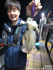 [거제] (무늬오징어)내만권 마릿수 소식 쭉쭉 땡기고~고잉메리호(오늘 예…