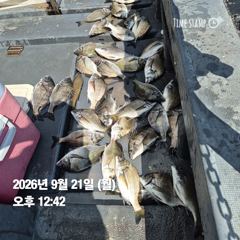 [마산] 돔앤돔호 오늘(월) 조황입니다...마릿수.
