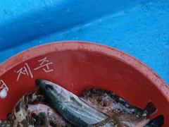 [사천] 내일 솜뱅이 등등기타~~~잡으러 가실분모십니다