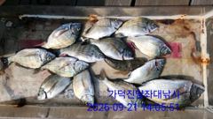 [부산] 가덕천성진양 감성돔 좌대조황 260921 월