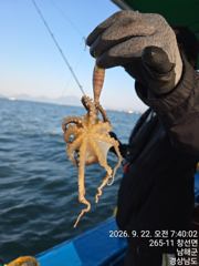 [사천] 쭈꾸미 굿조황