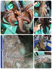 포항문어 목금토일요일 모집중입니다