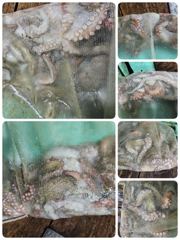 [포항] 포항문어낚시 목금토일 모집중입니다