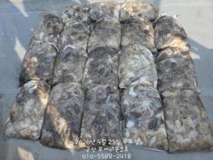 [군산포세이돈2호]쭈꾸미실시간~잘 나오네요~~