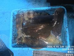 [통영] 뉴 해병호 무늬오징어 담구면 히트히트 추석연휴 출항 계속 나갑니…