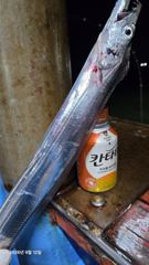 [진해] 오늘9/23(수),내일(목)내만갈치 자리여유있습니다.