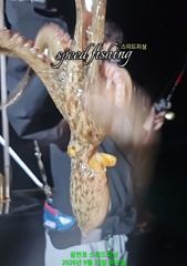 강한 바람속에 야간 문어 우당탕~잡고 왔습니다!(선수모집)
