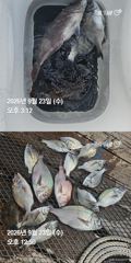 거제 ( 어구 일성호 ) 감성돔 참돔 ! 전마선 조황 ~