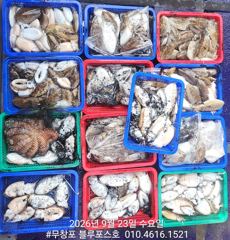 [먹물조황] 9/23 갑오징어 조황