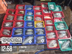 [팁런] k,k,무시급들.마리수 ""굿"(목,금,토,일 출항)
