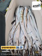 추석갈치잡이3지지급 이상 제법 나왔네요 오늘도 자리 여유 두자리 하실분은 장비챙겨오세요