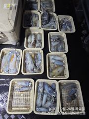 [경주] 9/23 키로급 외 야간팁런 조황! (금,토,일-모집중!)