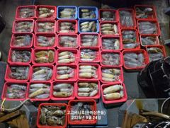 무늬오징어(초초대박) 장원 33수 30수 25수 깔렸네요~고고써니호(24일 예약)