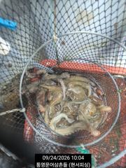 1   [통영] 속보(문어 실시간) 키로급 벌써 두자리수 폭팔~현서피싱 (오늘 … 1