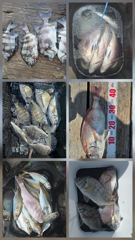거제어구수성호 감성돔 참돔 전갱이 문어 등 금일조황