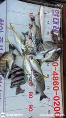 통영현대레저)갑오징어.감성돔마릿수및뺀찌.참돔