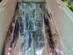 [통영] 통영영운호14석) 먼바다 왕갈치 풀치속 4지급들 즐거운 명절 보…