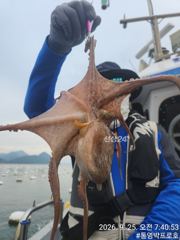 통영박프로호 돌문어 마릿수 조황
