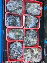 [사천] 왕쭈꾸미 장원 157수 27일돌문어 자리여유