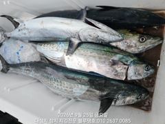 [경주] 25/금, 오후ㅡ대삼치들 30마리 이상 랜딩!