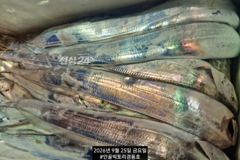먼바다갈치외줄 16석 씨알좋아요 굿~토요일 일요일 월요일 자리여유
