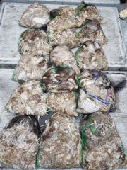 [은지피싱] · 9월25일 추석 쭈갑 사릿물에도 전원 망탱이 초대박 조황