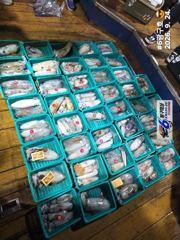 무늬오징어 ( 먼바다 형제,외섬 ) 150수 호조황